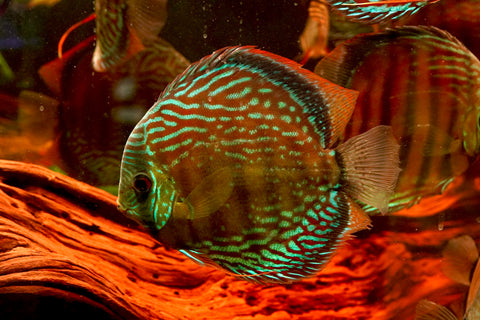 (Brazil Imported)Nhamunda River Red Wild Discus Size Large 6.5”-7” Special Order Wild Discus Fish