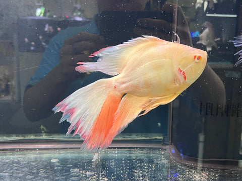 Super Short Body White Oscar Longfin Size Large 9”-10” Tail Included