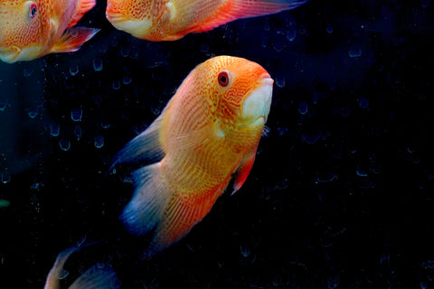 (Limited Stock) Gold Red Spot Severum Cichlid (size 5-5.5”) Large