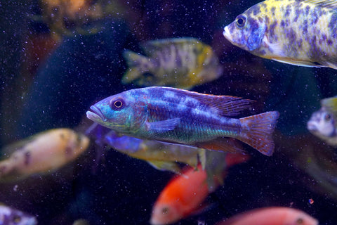 Fusco Haps Cichlids Malawi - African Cichlids Size 4.5”