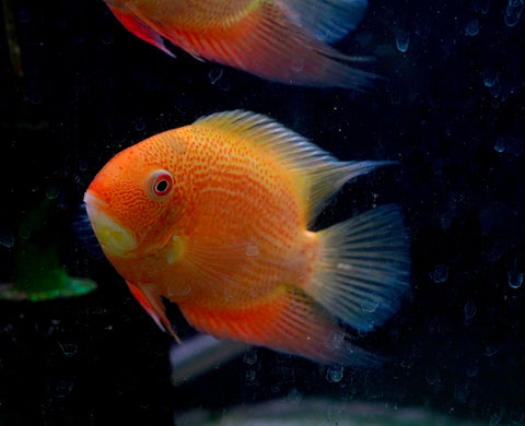 (Limited Stock) Gold Red Spot Severum Cichlid (size 5-5.5”) Large