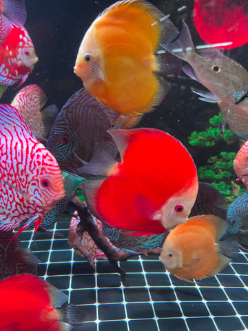 High Body “Heart Shape” Red Melon Discus size 5-6” Premium Grade Discus
