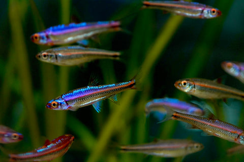 Rainbow Shiner (North American)