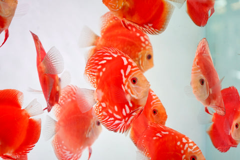 Red Panda Discus Fish 4”-4.5" High Quality Discus