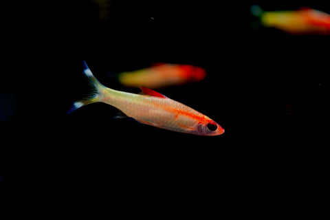 Golden Roseline Shark
