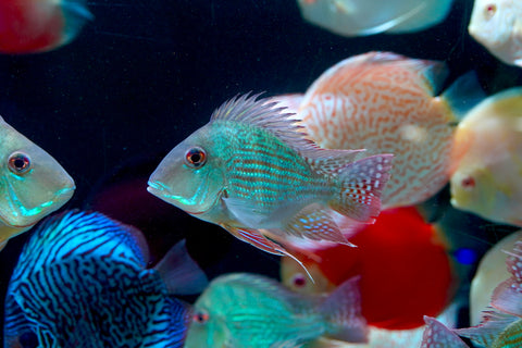 Geophagus Sveni Short Body Size 5”