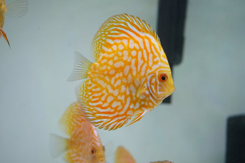 Yellow Pigeon Discus Size 3.5"-4"