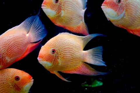 (Limited Stock) Gold Red Spot Severum Cichlid (size 5-5.5”) Large