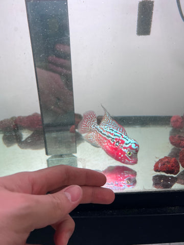 VIP Red King Kamfa Flowerhorn size 4” Premium VIP Collection Grade (High-End Flowerhorn)