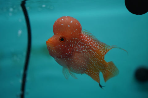 *NEW #7 Golden Base Kamfa Male Flowerhorn (Mini Size 2.5”) Potential Small Kamfa