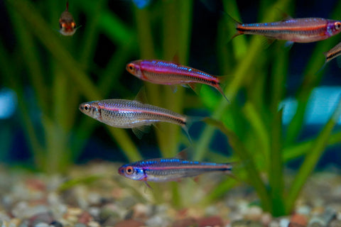 Rainbow Shiner (North American)