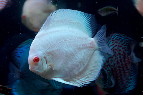 Albino Platinum Premium Discus Size Large 5.5”-6”