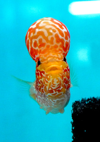 *NEW #2 Golden Base Kamfa Male Flowerhorn (Mini Size 2.5”) Potential Small Kamfa