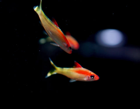 Golden Roseline Shark
