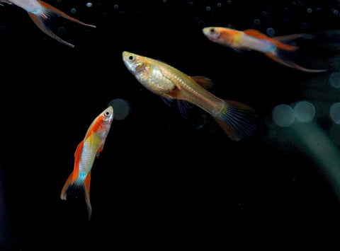 *RARE* Double Swords Red Wild Endler Guppy