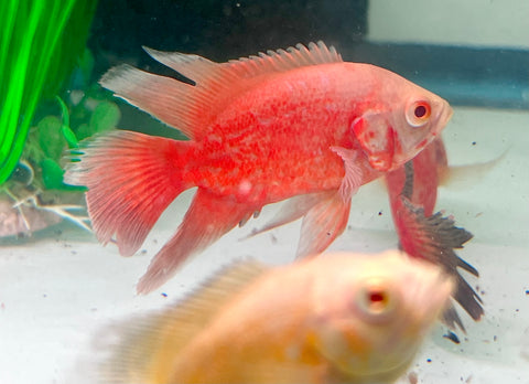 Long Fin Red Chili Oscar size 4”