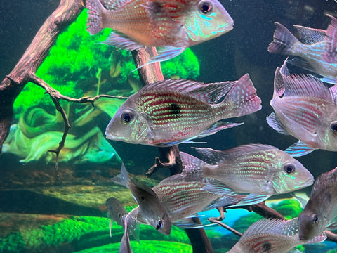 Geophagus Sveni Size 5”