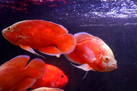 Super Red Chili Oscar Size Large 9”-10”