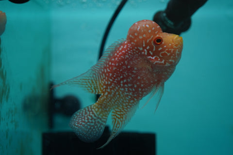 *NEW #8 Golden Base Kamfa Male Flowerhorn (Mini Size 2.5”) Potential Small Kamfa
