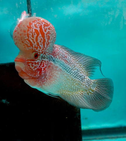 #6 Super Red Dragon Flowerhorn (Super Big Hump Head)