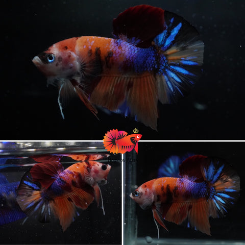 #1 (New Arrival) Candy Tiger Nemo Koi Male Plakat Betta Fish - High Quality Live Aquarium Male Betta Fish