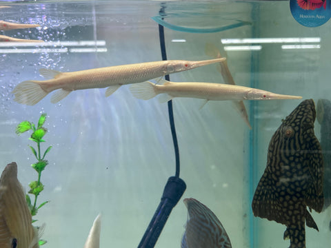 Albino Florida Gar Fish size 8-10”