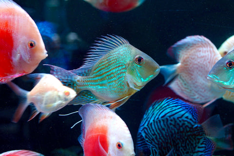 Geophagus Sveni Short Body Size 5”