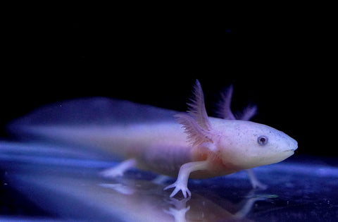 Dirty Lucy Axolotl SIZE 3-3.5”