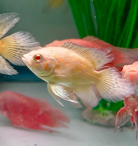 (Limited) Long Fin Lemon Oscar size 4”