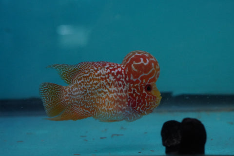 *NEW #2 Golden Base Kamfa Male Flowerhorn (Mini Size 2.5”) Potential Small Kamfa