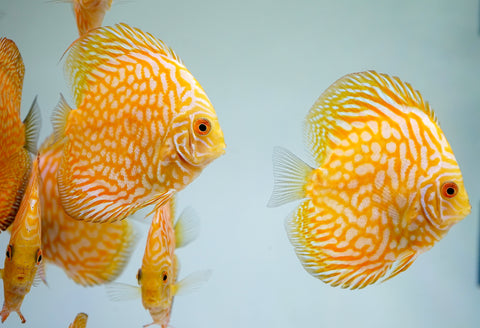 Yellow Pigeon Discus Size 3.5"-4"