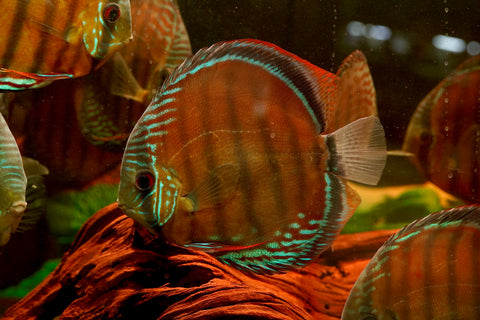 (Brazil Imported)Nhamunda River Red Wild Discus Size Large 6.5”-7” Special Order Wild Discus Fish