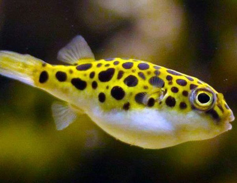 Green Spotted Puffer (Braskish Water)