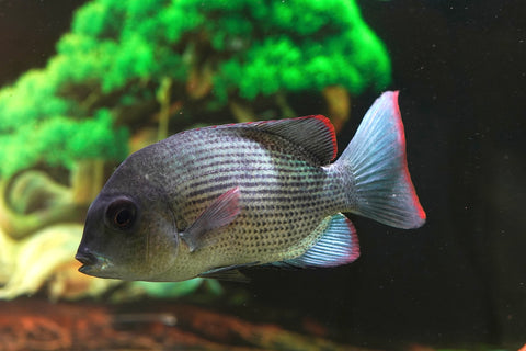 * RARE * Menarambo (Paretroplus menarambo) Madagascar Cichlids Captive Breed (Wild Extinct)