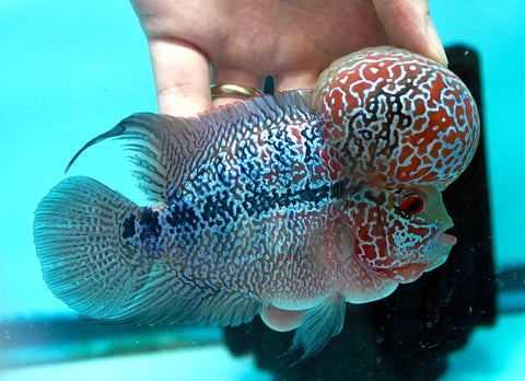 #2 Super Red Dragon Flowerhorn (Super Big Hump Head)