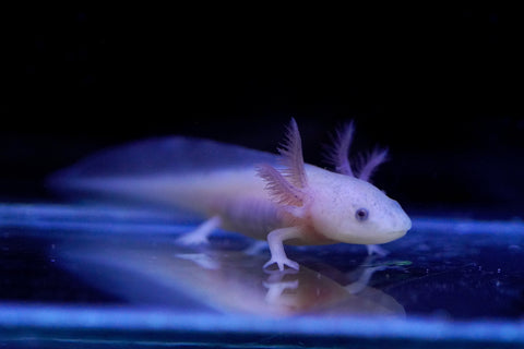 Lucy Axolotl SIZE 3-3.5”