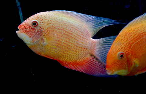 (Limited Stock) Gold Red Spot Severum Cichlid (size 5-5.5”) Large