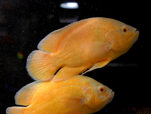 Full Body Lemon Oscar Size Large 9”-10”