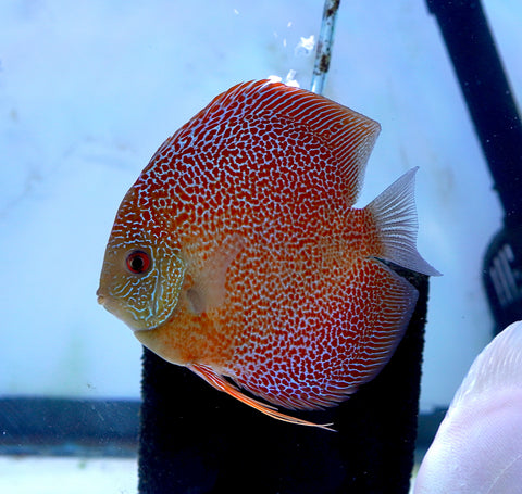 Leopard “Panthera” High Body Discus size 4.5” Premium Grade Discus