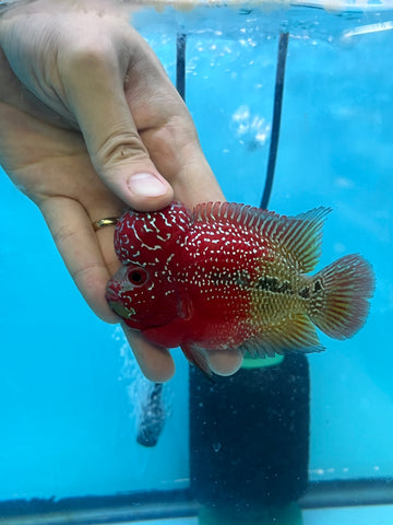 New Arrival #2 Two Tones Super Red Dragon Male Flowerhorn (SRD 2 tones color)