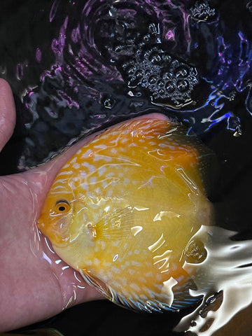 Yellow Panda Discus Fish 4.5"-5" High Quality Discus