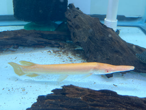 Albino Alligator Gar Fish size 8-10”