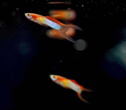 *RARE* Double Swords Red Wild Endler Guppy