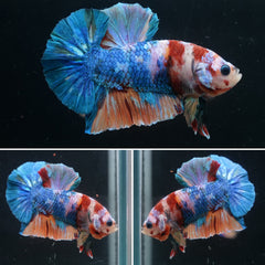 #2 Rainbow Candy Nemo Koi Multi Color Plakat Tail - High Quality Live Aquarium Male Betta Fish