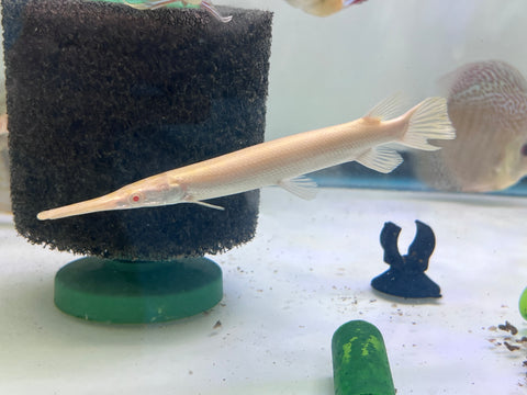 Albino Florida Gar Fish size 8-10”