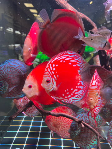 High Body “Heart Shape” Red Panda Discus size 5-6” Premium Grade Discus