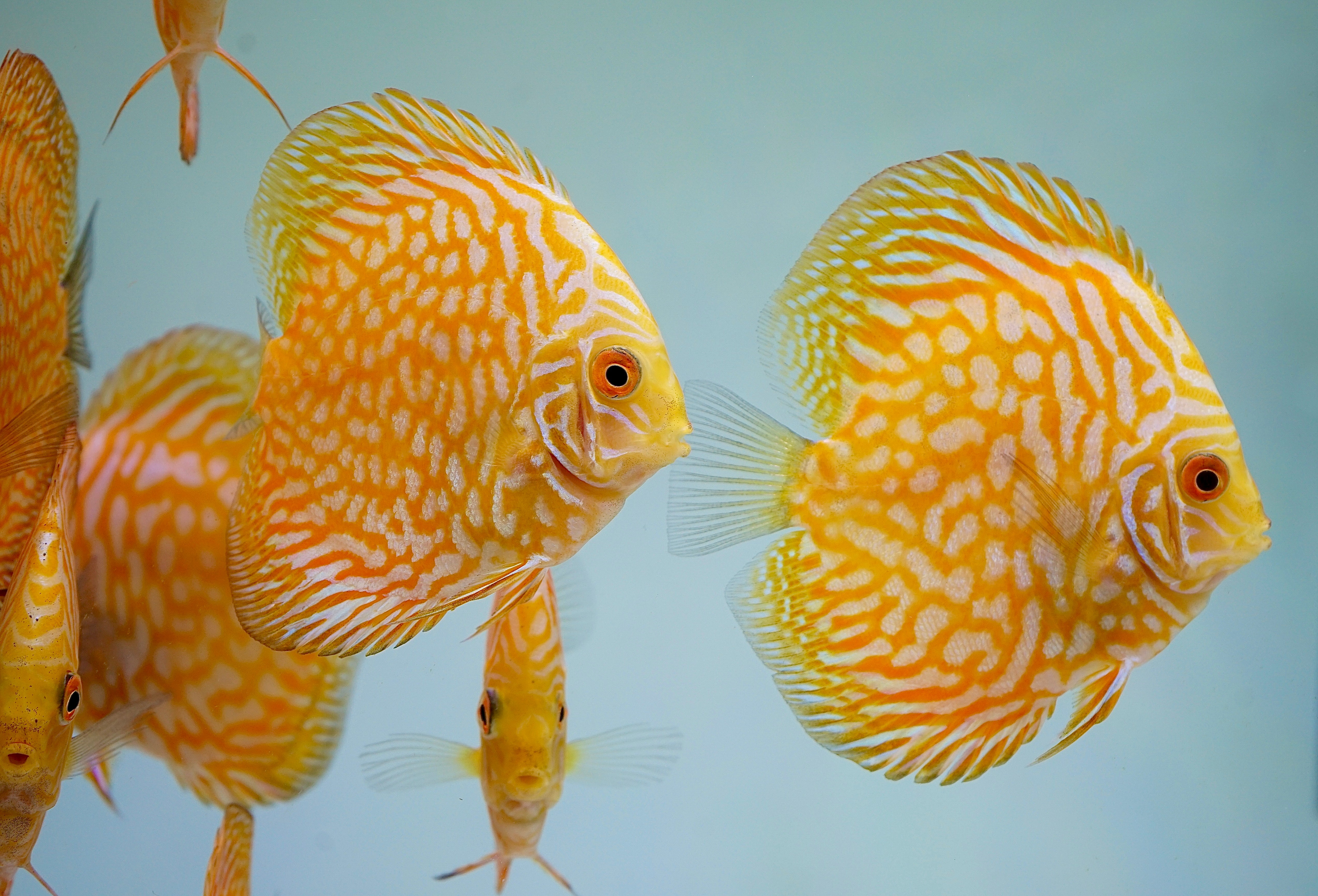Yellow Sunset Discus Yellow Pigeon Discus Size 3.5