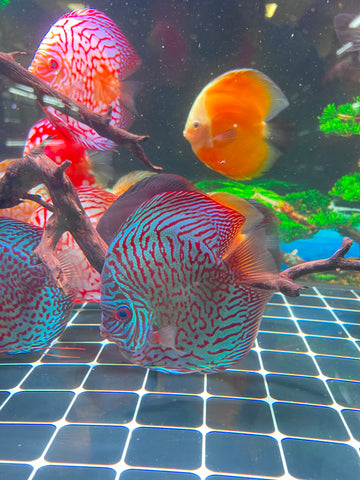 High Body “Heart Shape” Red Tiger Discus size 5-6” Premium Grade Discus