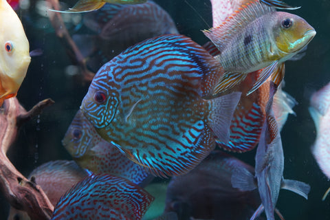 Blue Turquoise Discus  Size 5”-6”