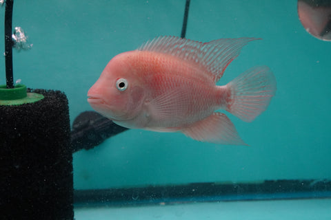 #2 *NEW (SRM) Super Red Monkey size 4.5” Male Flowerhorn